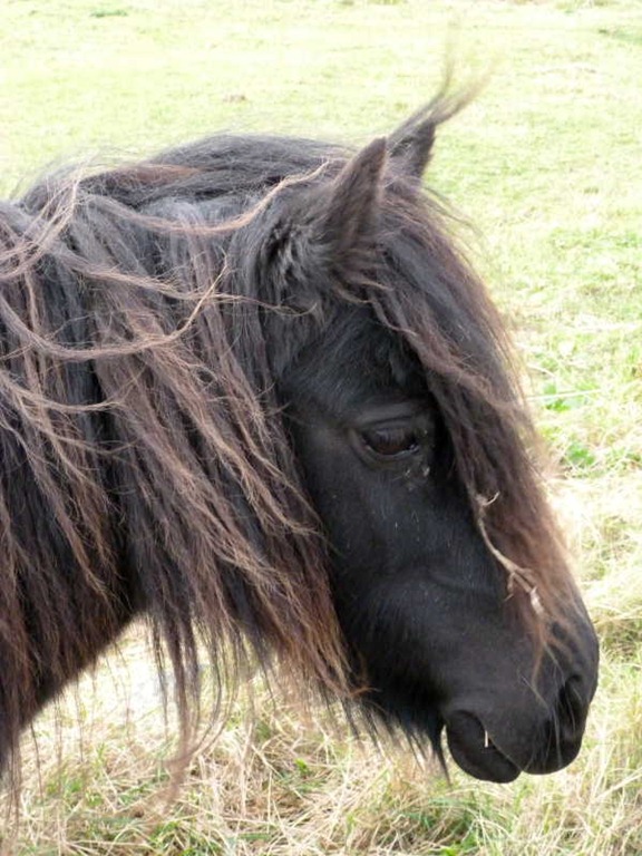 [pony%255B3%255D.jpg]