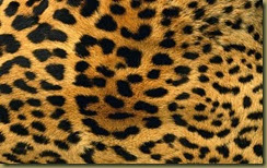 leopardprint-645371