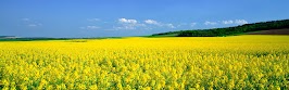 flower panoram_nebesnoe.info_16.jpg