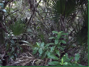 Fakahatchee,  Collier-Seminole, Pather NWR & Chokoloskee 136