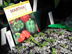 And here's proof!  Seed packets and plant markers.