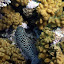 Beautiful Teal and Spotted Fish in the Coral - Noumea, New Caledonia