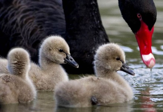 [funny-animals-cute-33%255B2%255D.jpg]