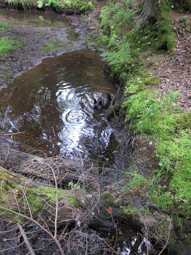 Might as well take advantage of this little pool and wash off some of that thick, dark mud.  You can't really see it on my  brindle coat, but, trust me, it's there!