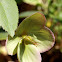 Helleborus