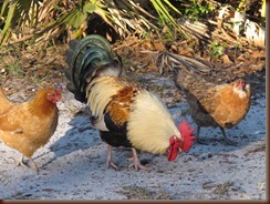 ROOSTER HAREM