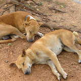 These guys are clearly bored by the temples