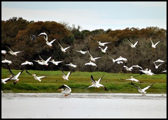 10b - Flock of Pelicans