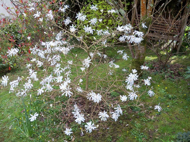 [magnolia_stellata%255B2%255D.jpg]