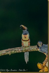 Collared Aticari - Pteroglossus torquqtus,