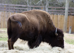 Bison Exotic Game Park