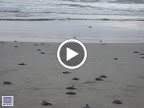 MVI_1472.MOV