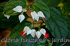 Glória Ishizaka - Jardim Botânico Nagai - Osaka 42