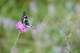 DSC_0236.JPG