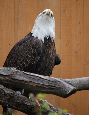 [aviary552.jpg]