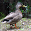 A Duck In A Corner - Wellington, New Zealand