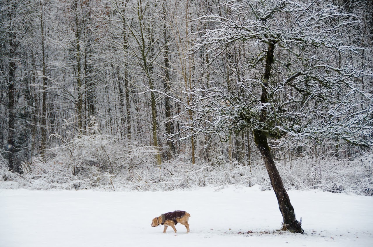 Chewy in the snow