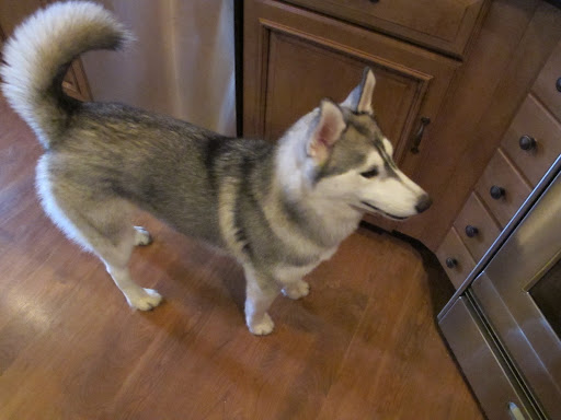 There is one of me waiting for Mom to finish making cupcakes for New Year's and hoping she would give me a taste.