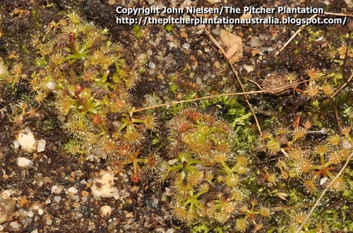 D_auriculata_seedlings