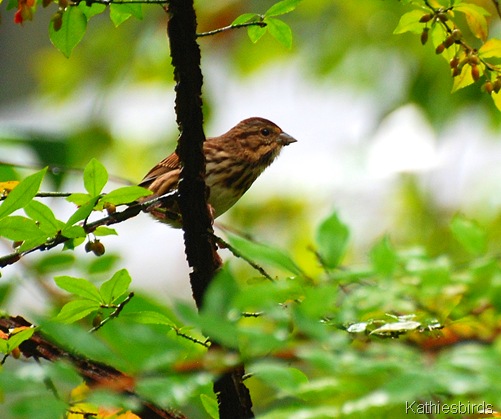 1. Lincoln's sparrow-kab