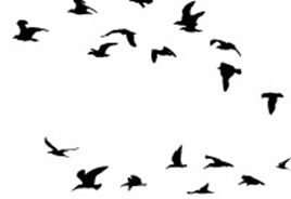 birdsss birdsss