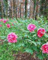 2014 április 26 Kámoni arborétum Paeonia suffruticosa fás bazsarózsa (14).jpg