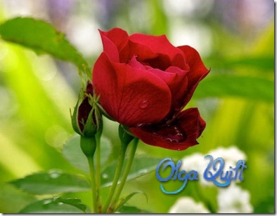 ROSA 2_wm ROSA 2_wm