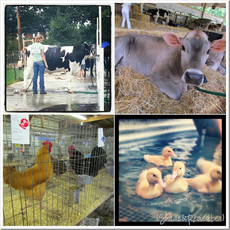 Fair Animals
