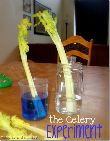 celeryexperiment celeryexperiment