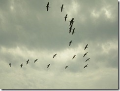 DSCN0181