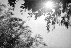 The-Leaves-2---Film