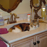 Riley in the bathroom sink.