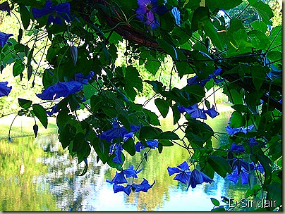 f6_Grapes & Clematis on the Pergola