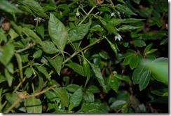 DSC_0976 DSC_0976