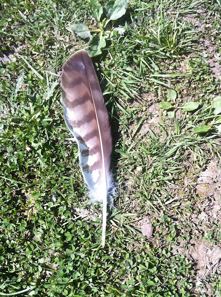 Spotting Image 1