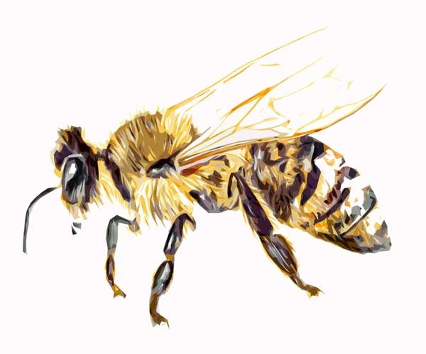 [honey-bee-copy-plain-after-%255B5%255D.jpg]