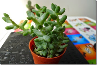 mini cactus plant / indoor mini plant