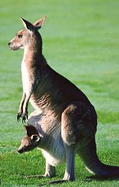 [canguro%2520hembra%255B3%255D.jpg]