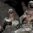 Marine Iguanas