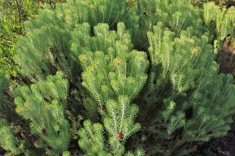 [121027_UCSCArboretum_Leucadendron-te%255B1%255D.jpg]