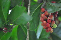 DSC_4506.JPG