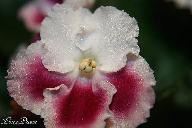 [African_Violet%255B17%255D.jpg]