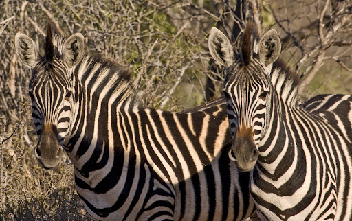 Zebra Pair South Africa
