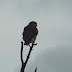 P1130164