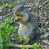 Columbian.ground.squirrel.dscn4725