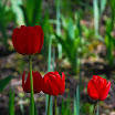DSC_1443.JPG