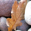 Autumn-Siobhan Donoher.JPG