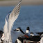 Elegant Tern