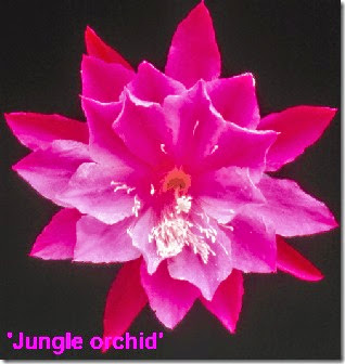 Epi Jungle Orchid