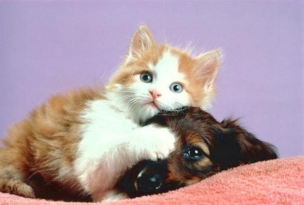 [Funny%2520Dogs%2520%2526%2520Cats%2520Unconditional%2520Love%255B2%255D.jpg]